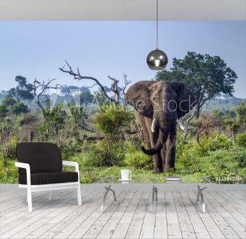 Bild på African bush elephant in Kruger National park South Africa